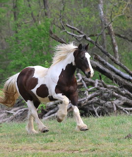 Brown and white pinto horse running on grass with logs and trees behind