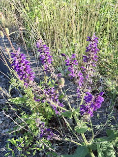 Purple meadow sage flowers growing in a grassy field