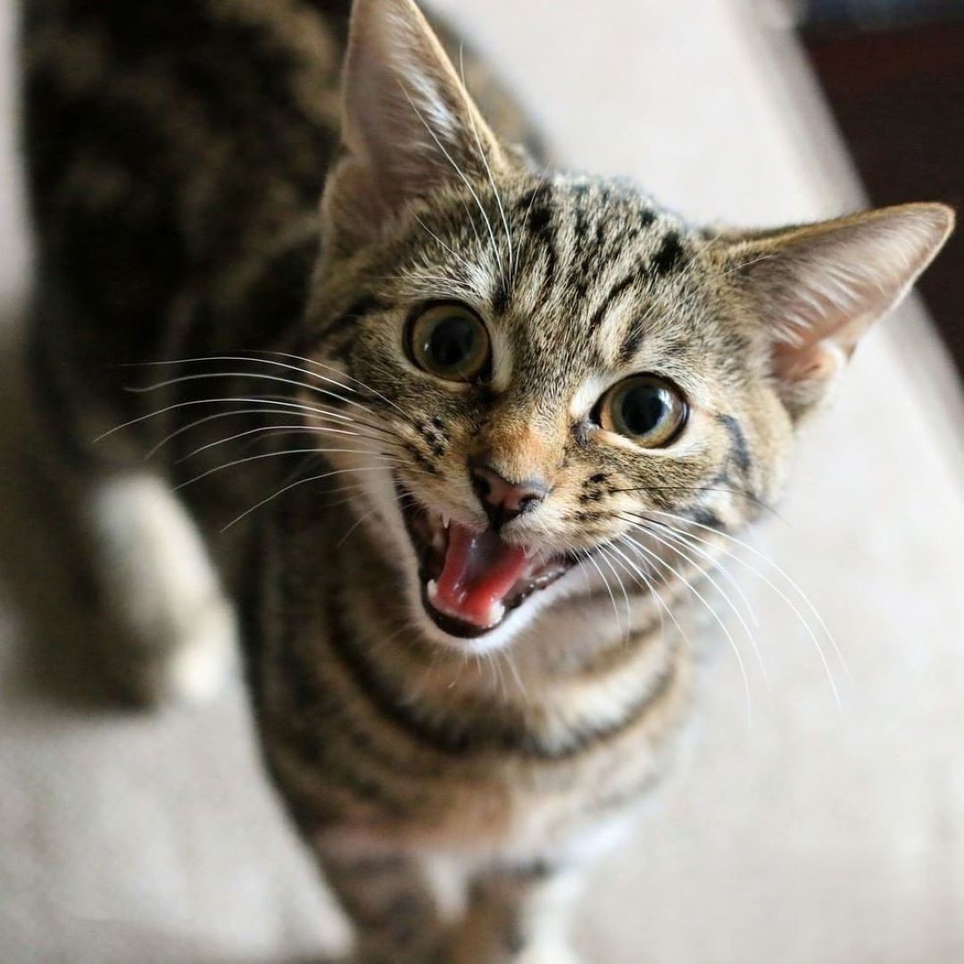 Gray tabby kitten looking up with open mouth and wide excited eyes