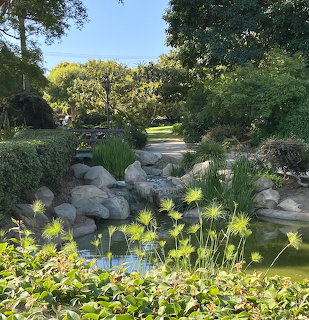 Small waterfall over rocks into a garden pond with papyrus plants and trees