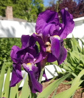 Purple Iris