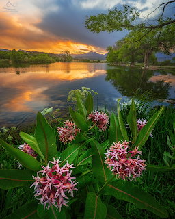 Sunset over river with pink flowers and trees along shore, colorful sky reflecting on water