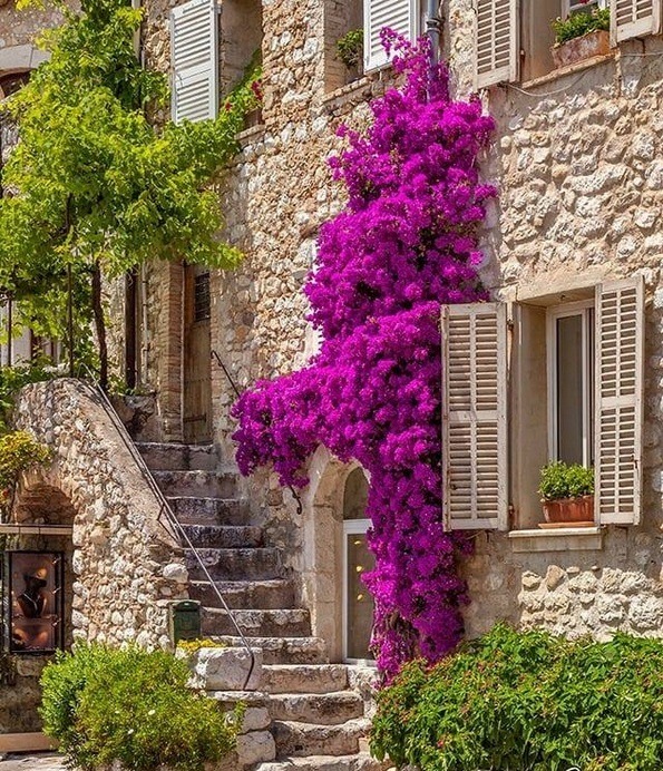 Bright purple bougainvillea flowers draping stone staircase entrance to rustic Mediterranean house