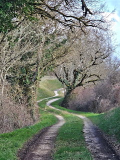 Curved dirt path winding through bare trees with green grass and hedgerows in rural landscape