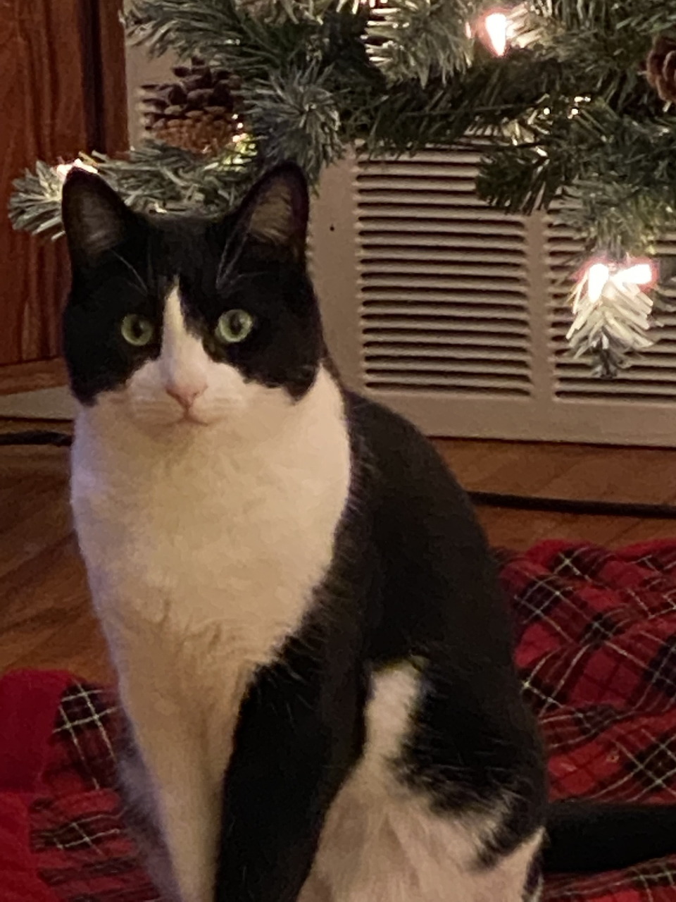 Tuxedo cat with black and white fur