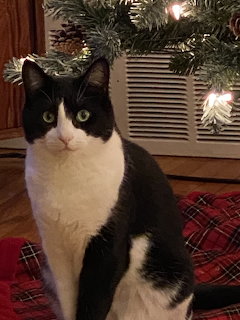 Tuxedo Cat