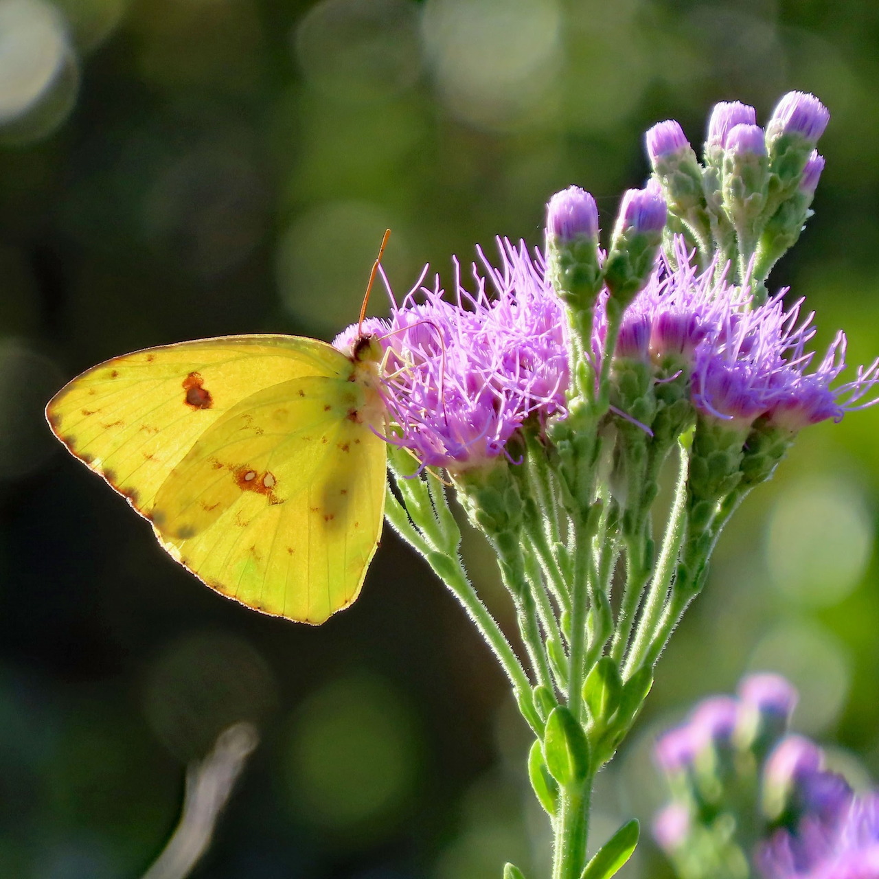 Yellow Cloudless Sulphur butterfly on purple thistle flowers with green blurred background