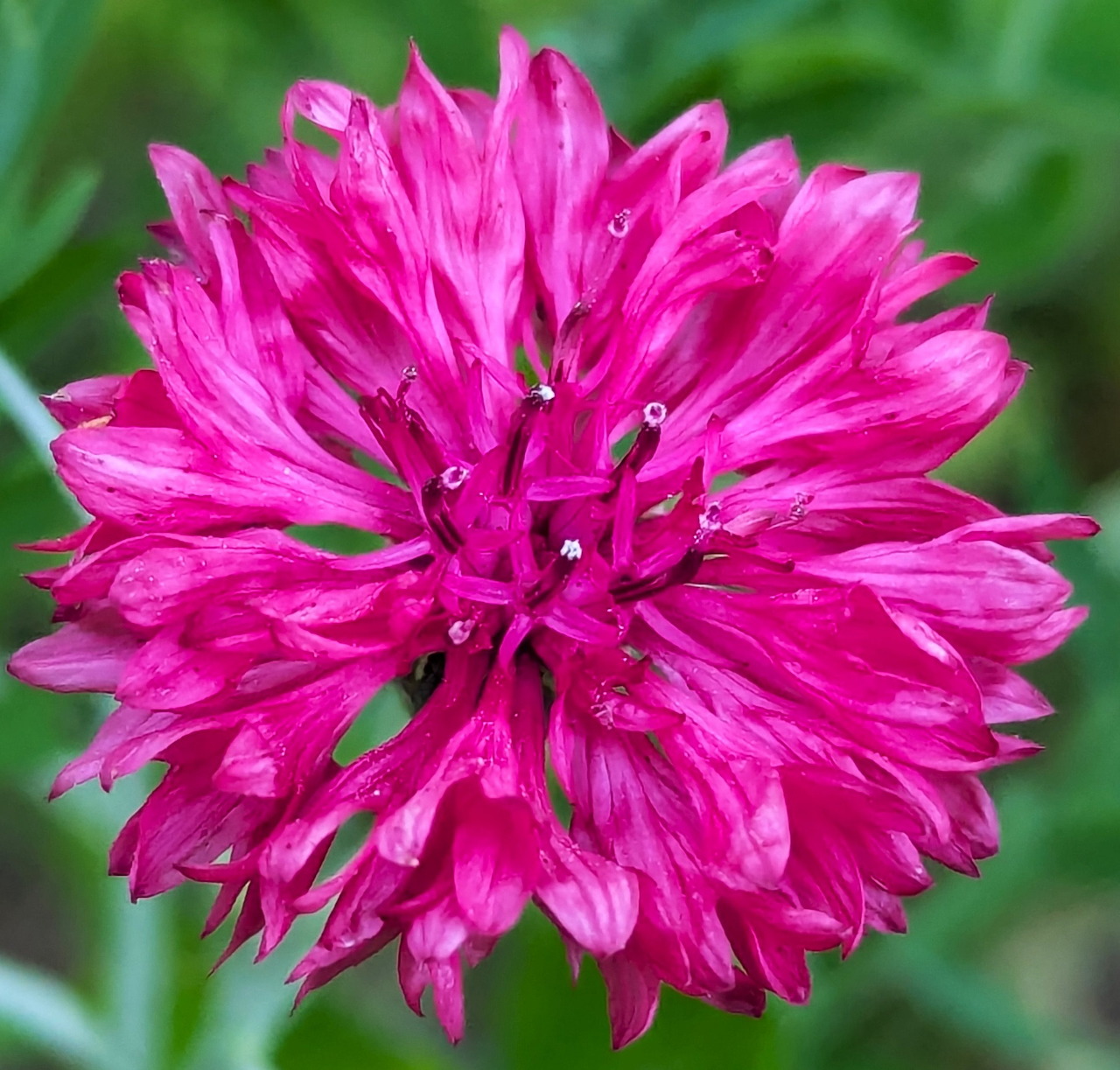 Close-up of a bright pink cornflower with layered spiky petals and dewdrops on a green blurred background