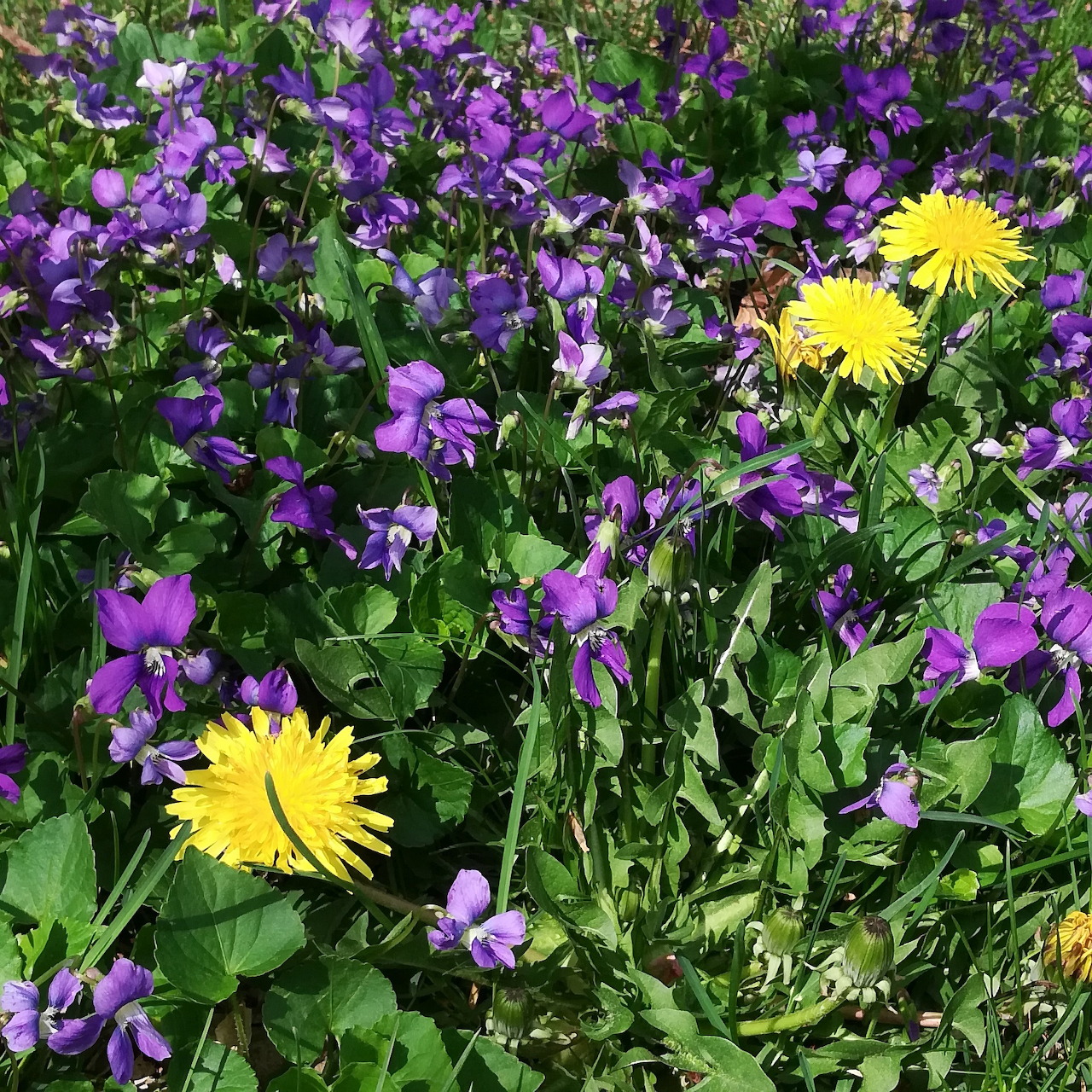 Purple violets and yellow dandelions growing in green grass