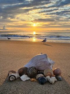 Seashells on Beach