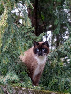 Siamese cat with dark points sitting in evergreen pine tree branches