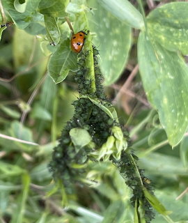 Ladybug on Plant