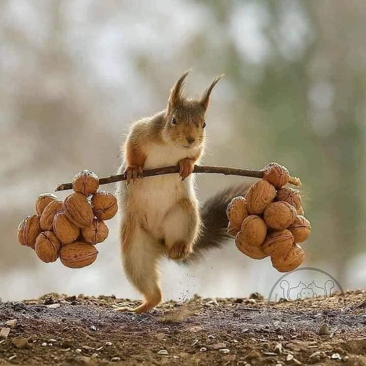 Red squirrel on branch holding acorn clusters like weights in lifting pose