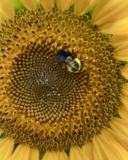 Bee on Sunflower