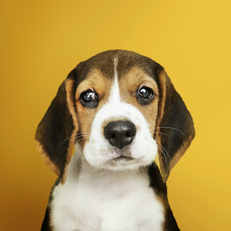 Beagle puppy with brown, black and white fur looking at camera on yellow background