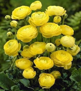 Yellow Ranunculus Flowers