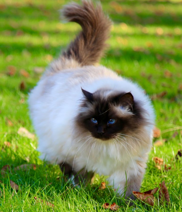 Fluffy Birman cat with blue eyes walking on green grass with autumn leaves
