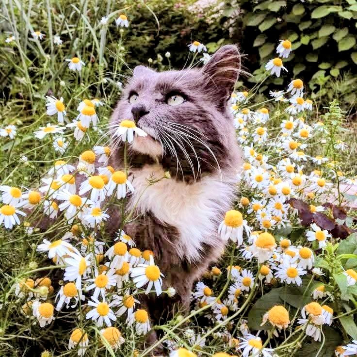 Cat Among Daisies