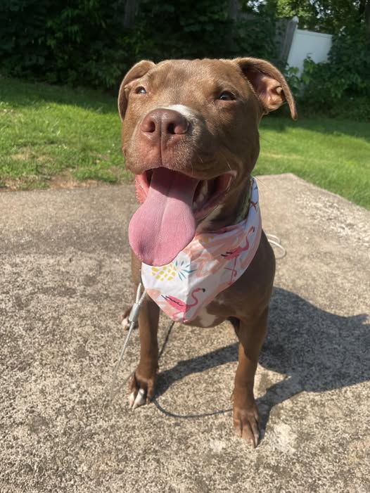 Smiling brown pit bull dog wearing a pink bandana sitting on a sidewalk outdoors