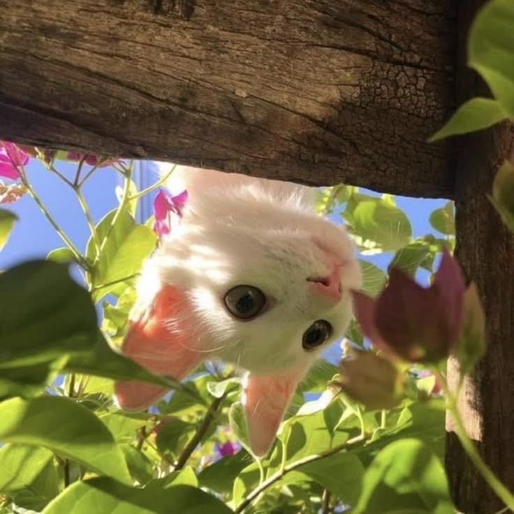 White cat looking upside down through leafy branches in sunlight