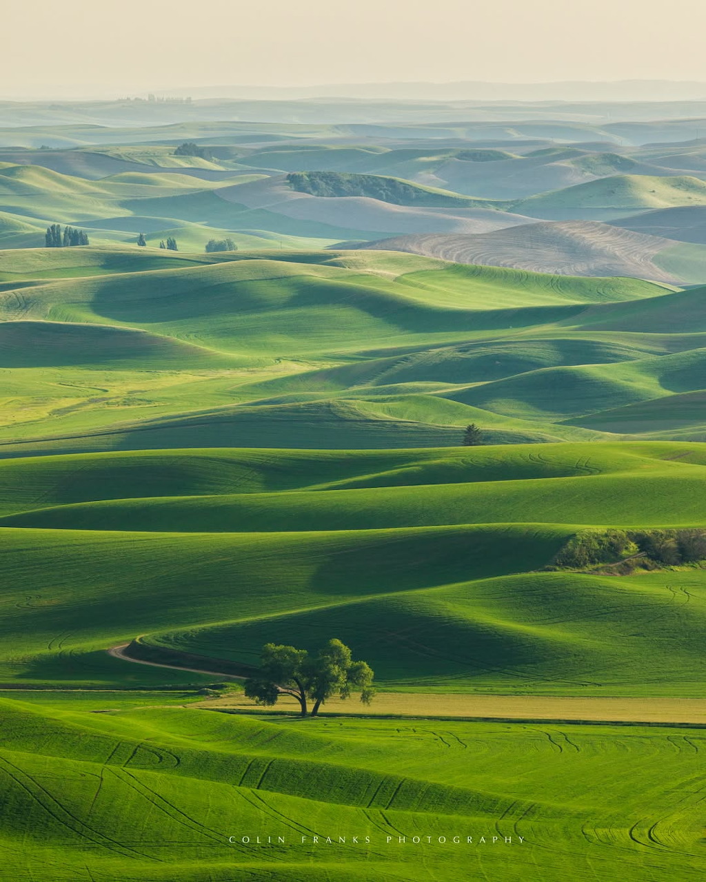 Green rolling hills of the Palouse with a lone tree amid undulating agricultural fields