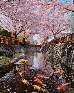 Cherry blossom canal in Kyoto with koi fish swimming beneath pink sakura trees
