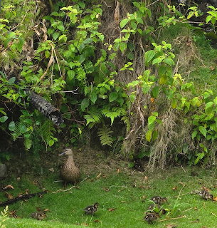 Mother duck on grass under bushes with several ducklings nearby