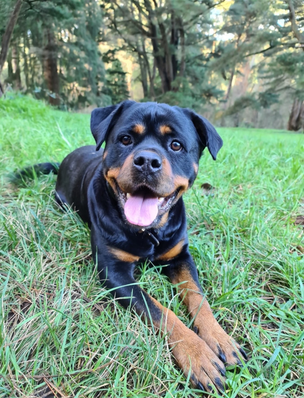 Rottweiler dog lying on green grass with tongue out, trees in background