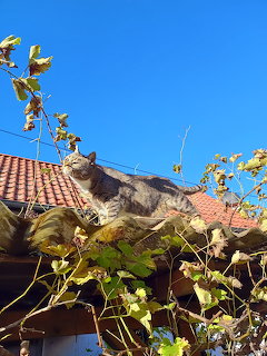 Gray tabby cat resting on red tile roof with green vines and blue sky