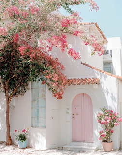 White house with pink door and vibrant pink bougainvillea tree in sunny courtyard