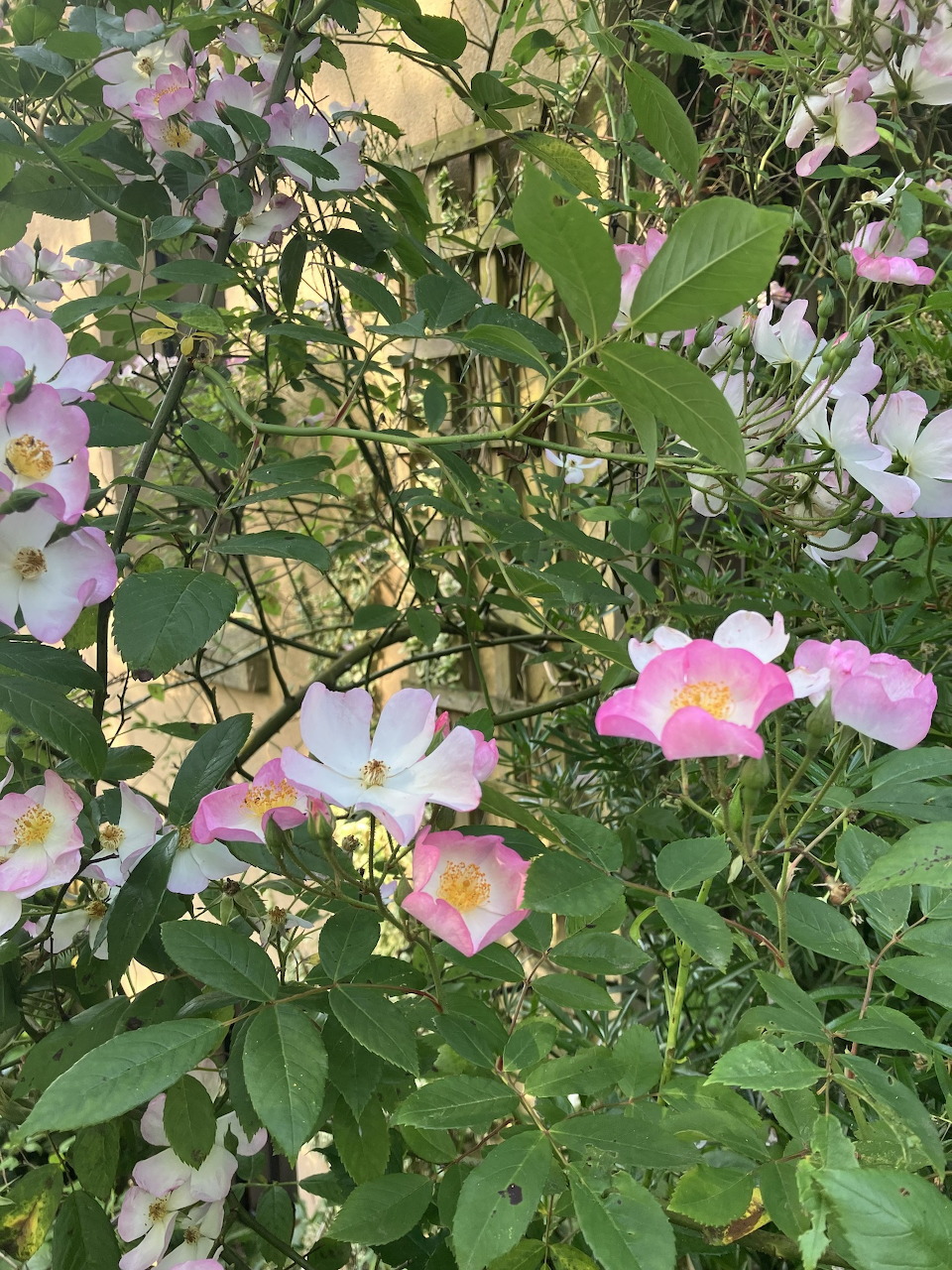 Pink and white wild roses blooming among green leaves in a garden with a wooden trellis