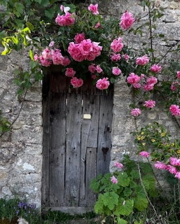 Old wooden door in a stone wall covered with pink climbing roses