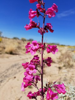 Pink Arizona Flower