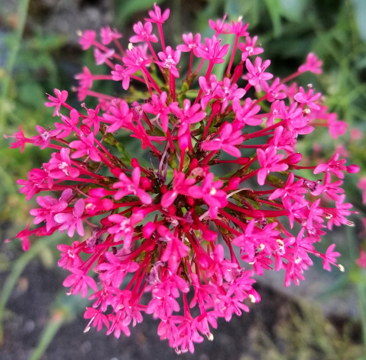 Close-up of bright pink clustered flowers with multiple small blooms against green background