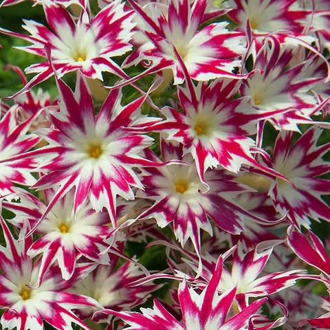 Pink and White Striped Flowers