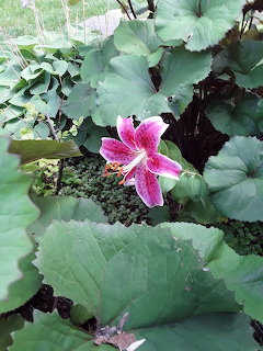 Pink lily with dark spots blooming among green foliage