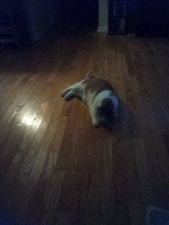 Cat lying on a hardwood floor in a dim room