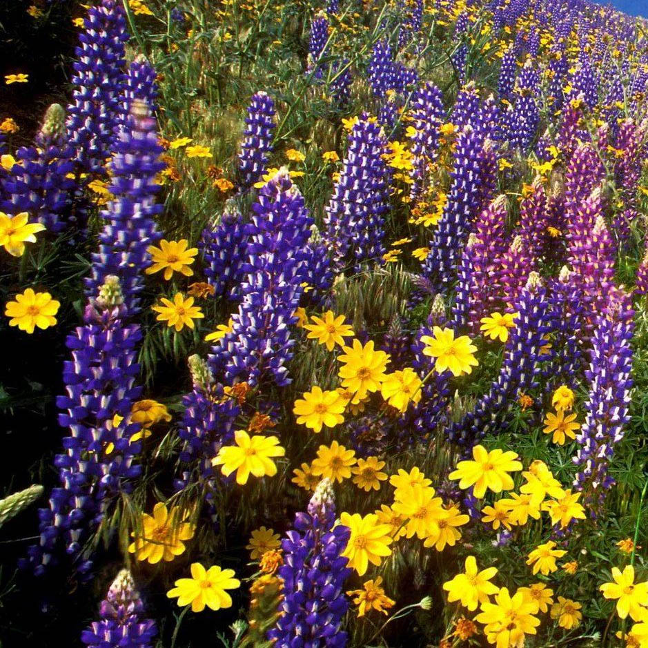 Wildflowers