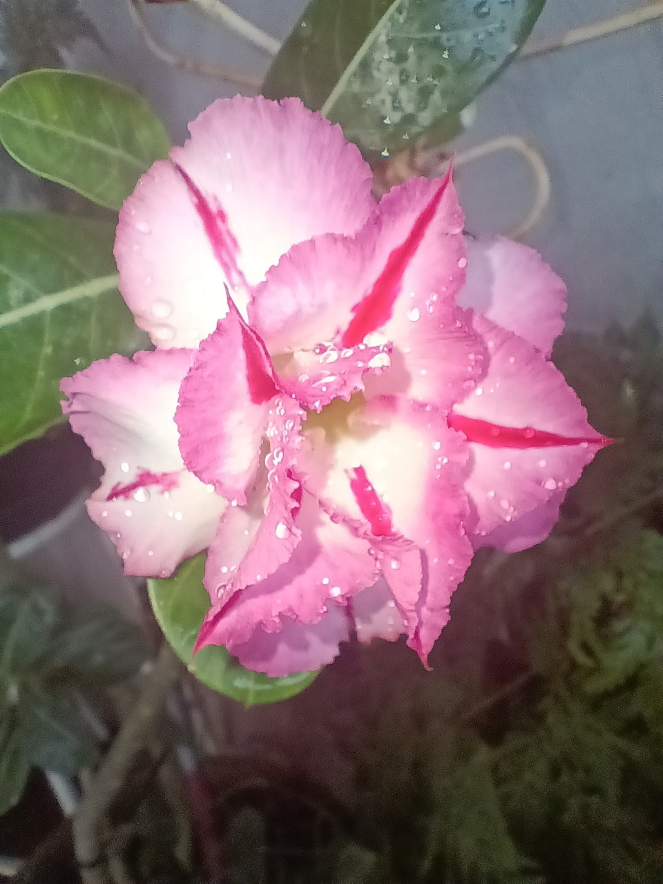 Close-up of a pink and white desert rose flower with red streaks and water droplets on petals