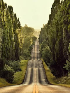 Bolgheri Cypress Tree Avenue Tuscany