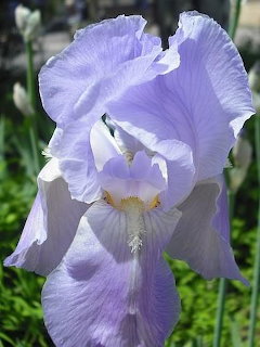 Close-up of a light purple iris flower with ruffled petals and yellow beard in a garden
