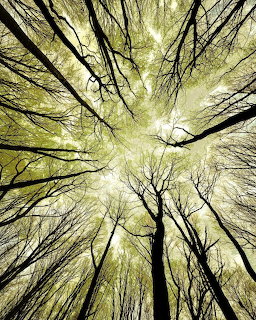 Forest Treetops Canopy