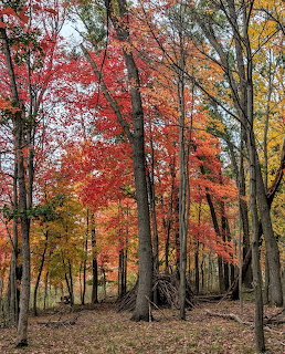 Autumn Trees in Forest