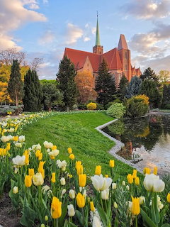 Yellow and white tulips in a garden with red-roofed cathedral and green spire in the background at sunset