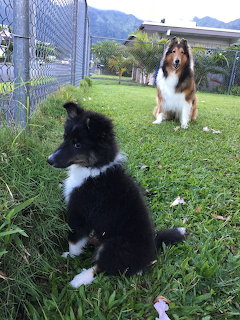 Two collie puppies sitting on grass in a yard with mountain backdrop