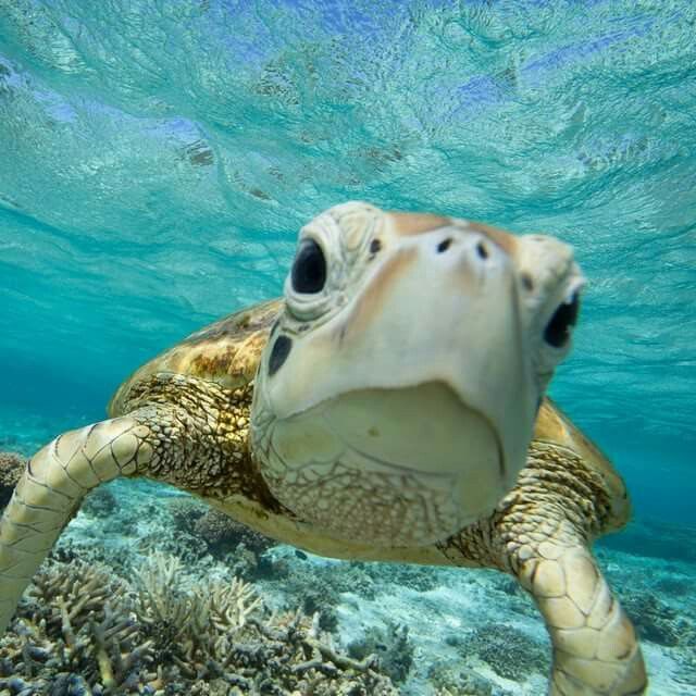 Green sea turtle facing camera underwater above coral reef in clear blue water