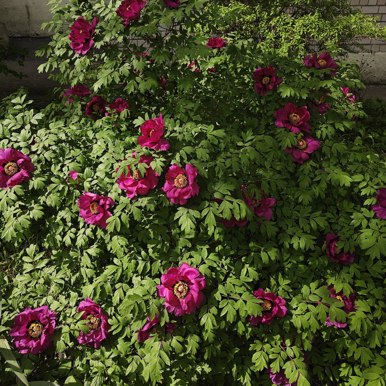 Climbing Rose Bush