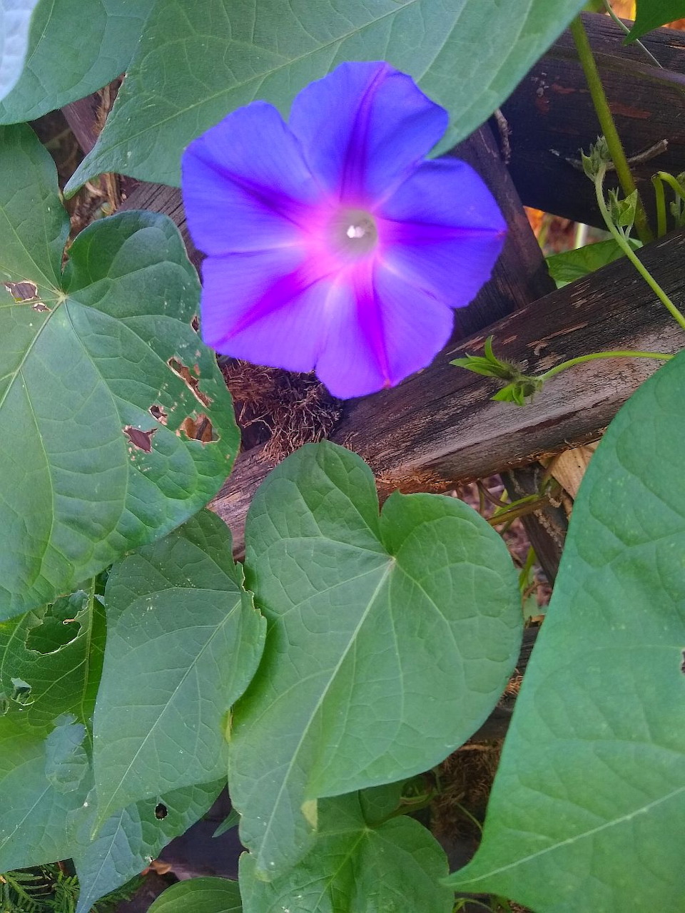 Close-up of a purple morning glory flower with pink center and green leaves