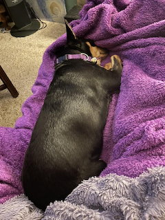 Small black dog curled up resting on a purple fuzzy blanket