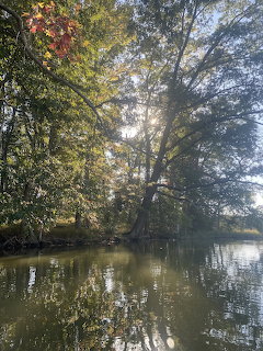 Sunlight streaming through a large tree beside a calm creek with reflections on the water